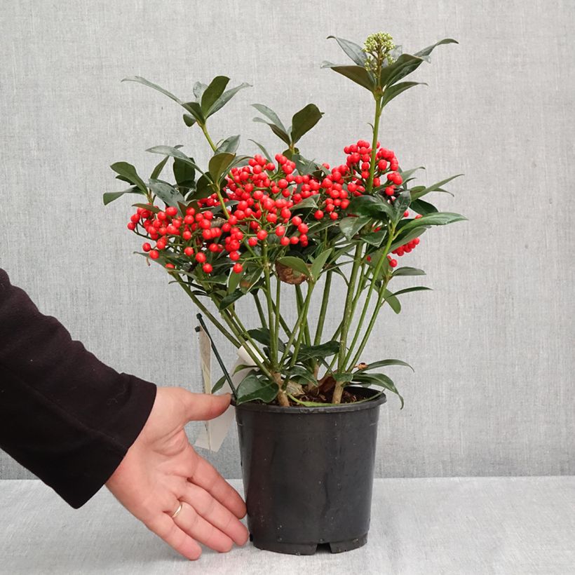 Exemplar von Skimmia japonica Pabella Topf mit 2L/3L wie im Herbst geliefert