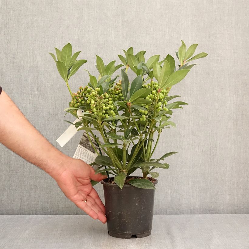 Exemplar von Skimmia japonica Pabella Topf mit 2L/3L wie im Sommer geliefert