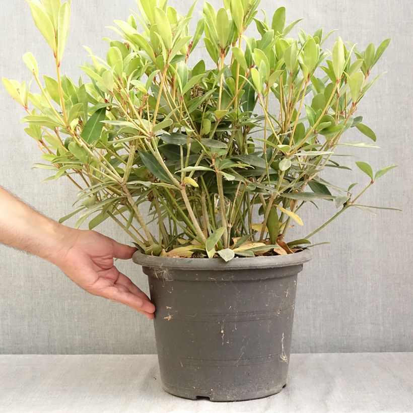 Exemplar von Skimmia japonica Rubella Topf mit 7,5L/10L wie im Sommer geliefert