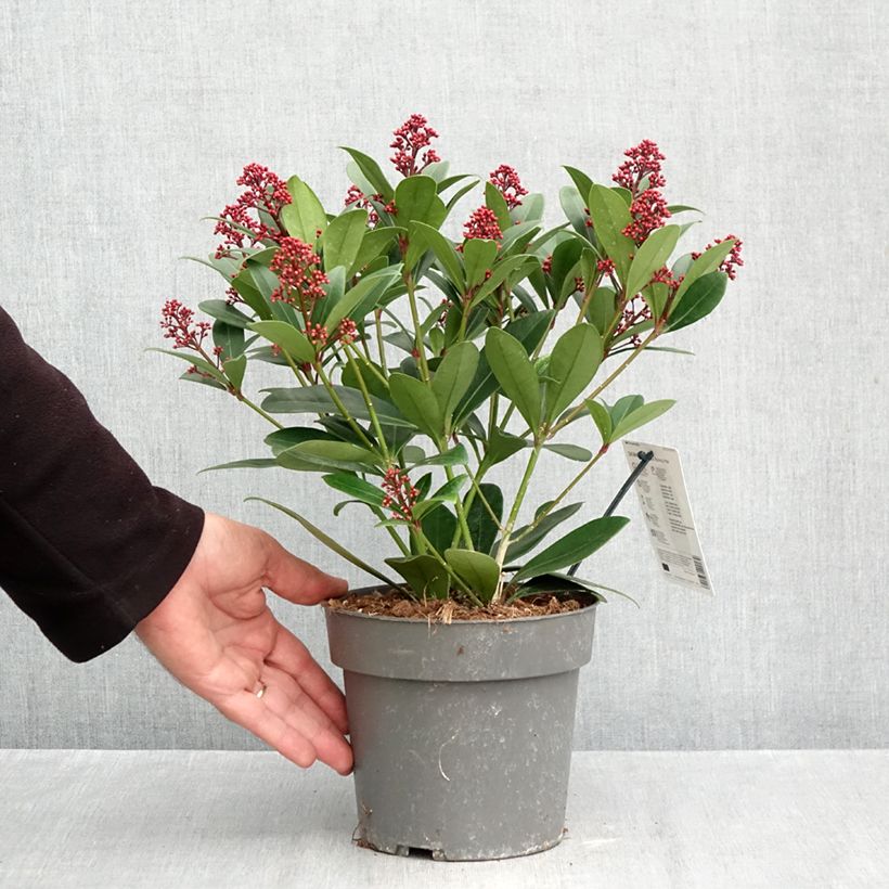 Exemplar von Skimmia japonica Rubella Topf mit 2L/3L wie im Herbst geliefert