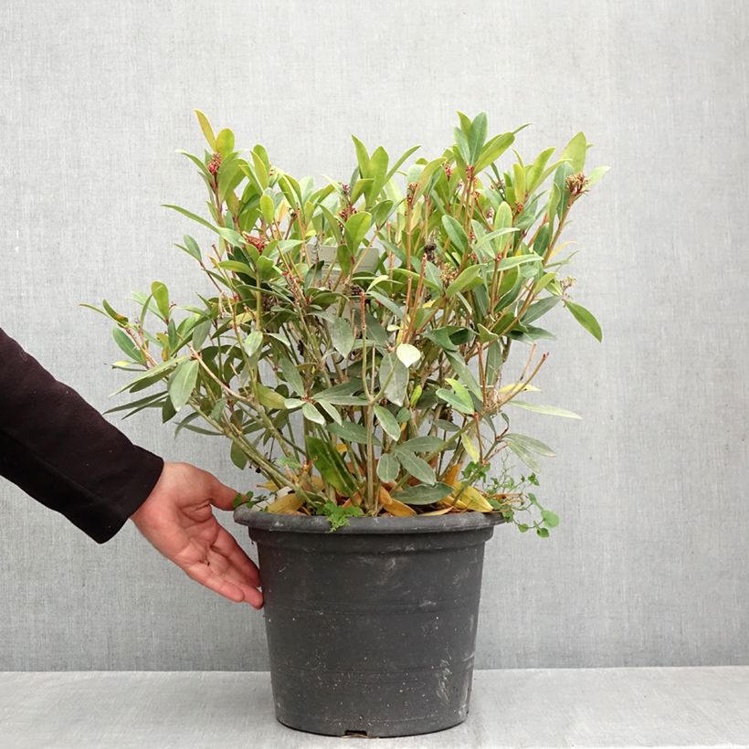 Exemplar von Skimmia japonica Rubella Topf mit 7,5L/10L wie im Herbst geliefert