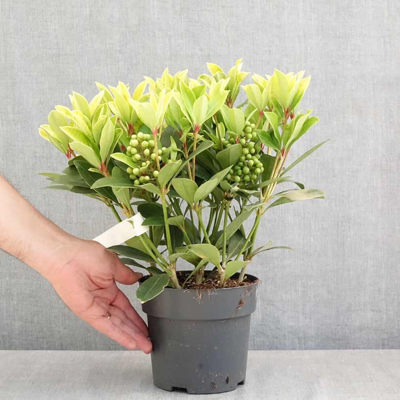 Exemplar von Skimmia japonica Temptation Topf mit 2L/3L wie im Frühjahr geliefert