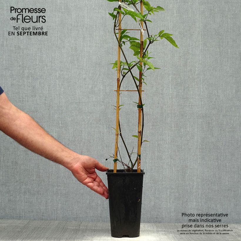 Exemplar von Solanum jasminoides Blue - Jasminblütige Nachtschatten Topf mit 2L/3L wie im Herbst geliefert