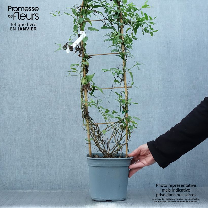 Exemplar von Solanum jasminoides Blue - Jasminblütige Nachtschatten Topf mit 2L/3L wie im Winter geliefert