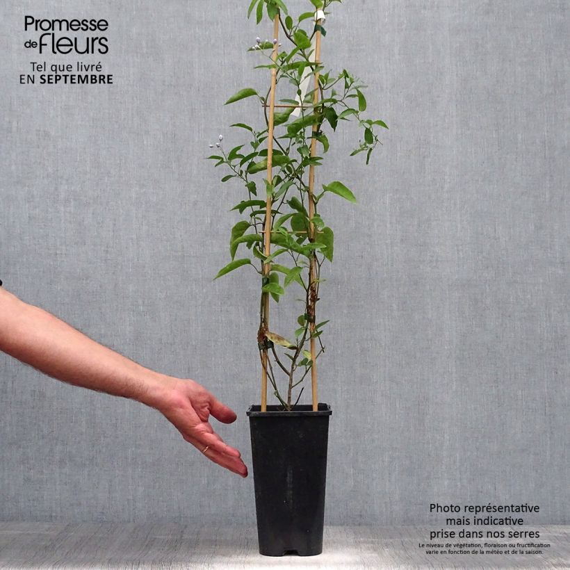 Exemplar von Solanum jasminoides - Jasminblütige Nachtschatten Topf mit 2L/3L wie im Herbst geliefert