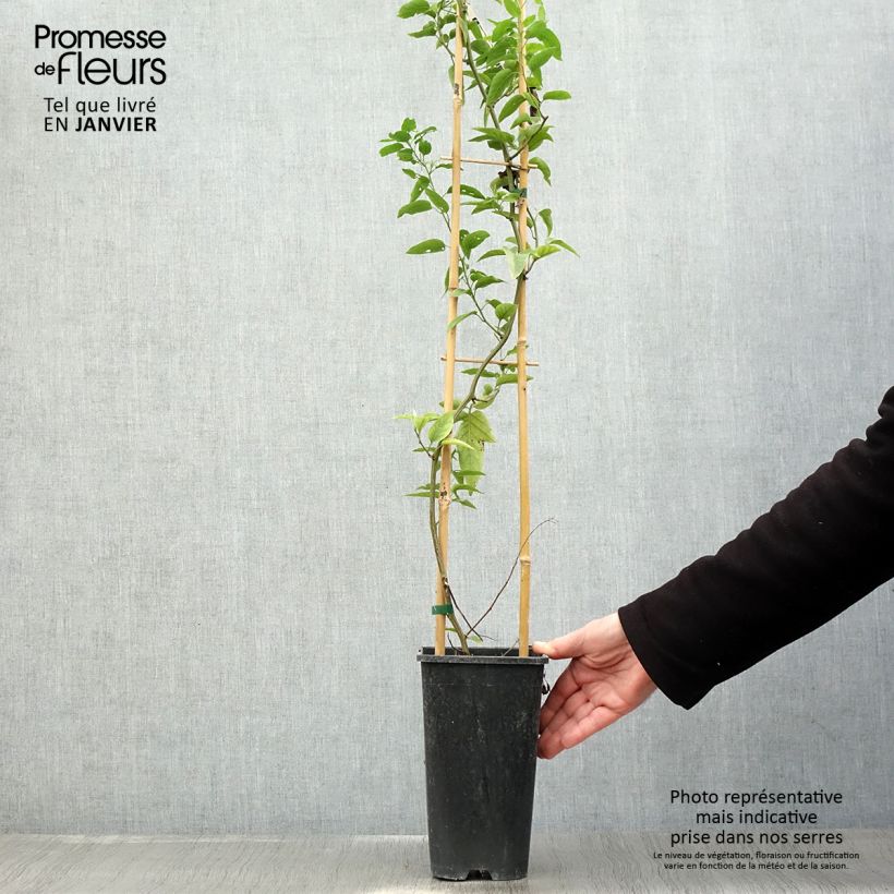 Exemplar von Solanum jasminoides - Jasminblütige Nachtschatten Topf mit 2L/3L wie im Winter geliefert