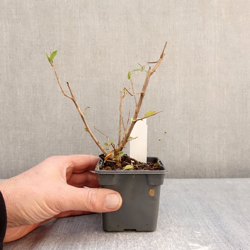 Exemplar von Solanum rantonnetii - Enzianstrauch Kleine Töpfe von 8/9 cm wie im Winter geliefert