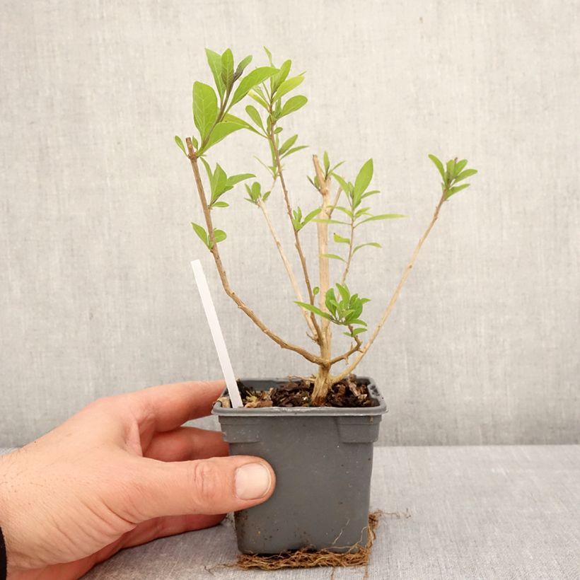 Exemplar von Solanum rantonnetii - Enzianstrauch Kleine Töpfe von 8/9 cm wie im Frühjahr geliefert