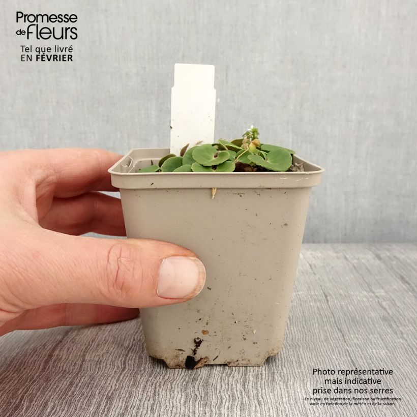 Exemplar von Soldanella villosa - Troddelblume Kleine Töpfe von 8/9 cm wie im Winter geliefert