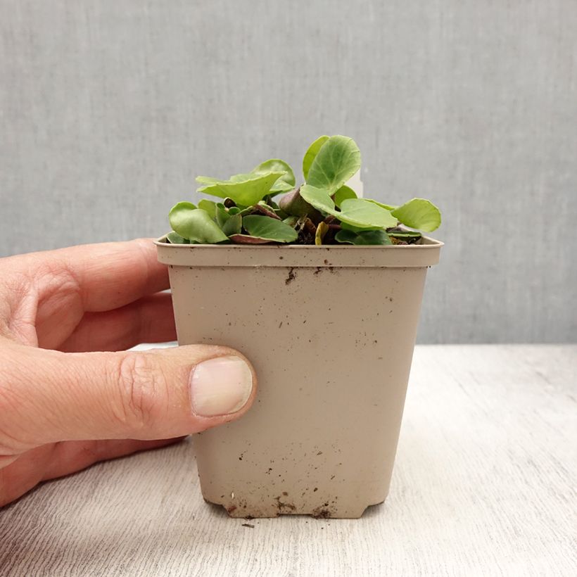 Exemplar von Soldanella villosa - Troddelblume Kleine Töpfe von 8/9 cm wie im Frühjahr geliefert