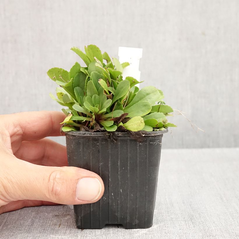 Exemplar von Goldrute - Solidago cutleri Kleine Töpfe von 8/9 cm wie im Herbst geliefert