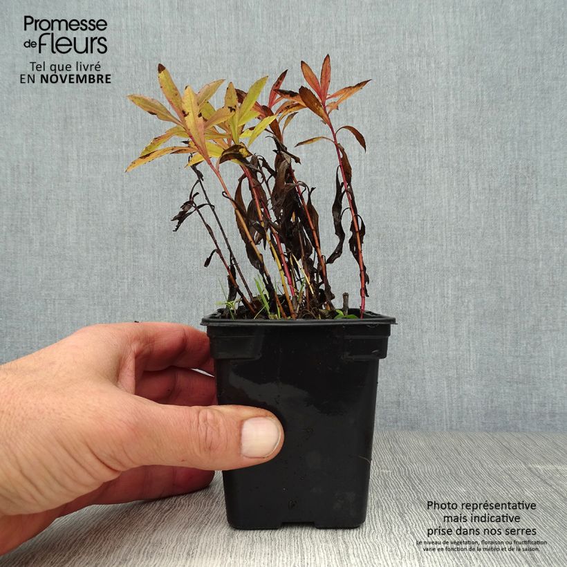 Exemplar von Kanadische Goldrute Gold King - Solidago canadensis Kleine Töpfe von 7/8 cm wie im Herbst geliefert