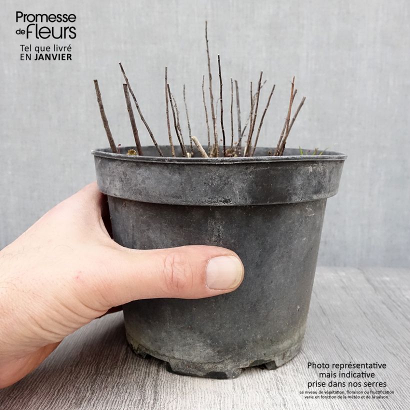 Exemplar von Kanadische Goldrute Gold King - Solidago canadensis Topf mit 2L/3L wie im Winter geliefert