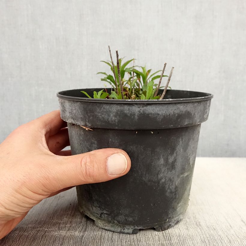 Exemplar von Kanadische Goldrute Gold King - Solidago canadensis Topf mit 2L/3L wie im Frühjahr geliefert