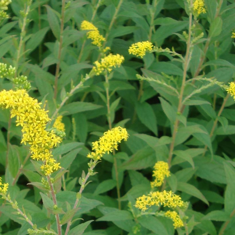 Goldrute Fireworks - Solidago rugosa (Laub)