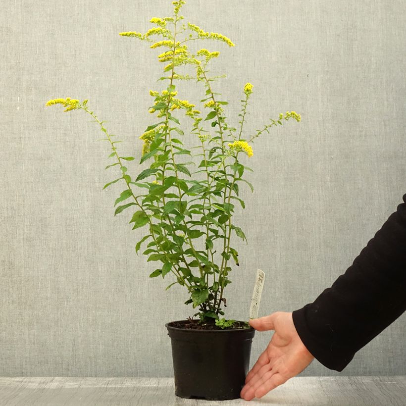 Exemplar von Goldrute Fireworks - Solidago rugosa Topf mit 2L/3L wie im Herbst geliefert
