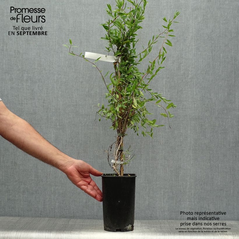Exemplar von Sollya heterophylla Alba - Sollyie Topf mit 3L/4L wie im Herbst geliefert