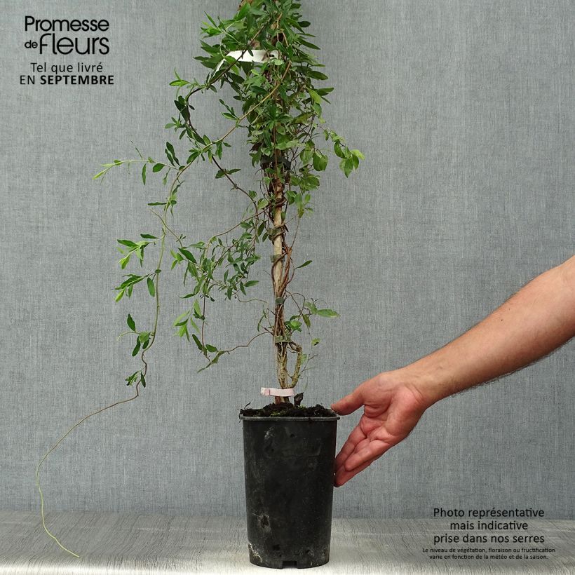 Exemplar von Sollya heterophylla Rosea - Sollyie Topf mit 3L/4L wie im Herbst geliefert