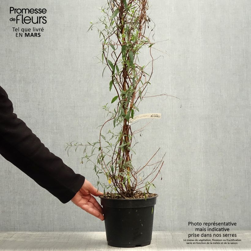 Exemplar von Sollya heterophylla Ultra Blue - Sollyie Topf mit 4L/5L wie im Frühjahr geliefert