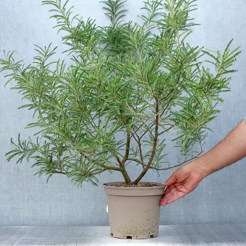 Exemplar von Sophora microphylla Dragon's Gold - Feinblättriger Schnurbaum Topf mit 4L/5L wie im Sommer geliefert