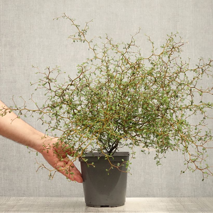 Exemplar von Sophora prostrata Little Baby - Schnurbaum Topf mit 3L/4L wie im Sommer geliefert