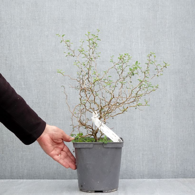 Exemplar von Sophora prostrata Little Baby - Schnurbaum Topf mit 3L/4L wie im Herbst geliefert