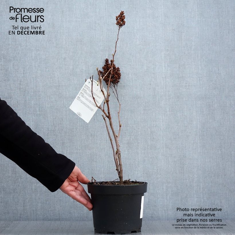 Exemplar von Sibirische Fiederspiere - Sorbaria sorbifolia Topf mit 2L/3L wie im Herbst geliefert