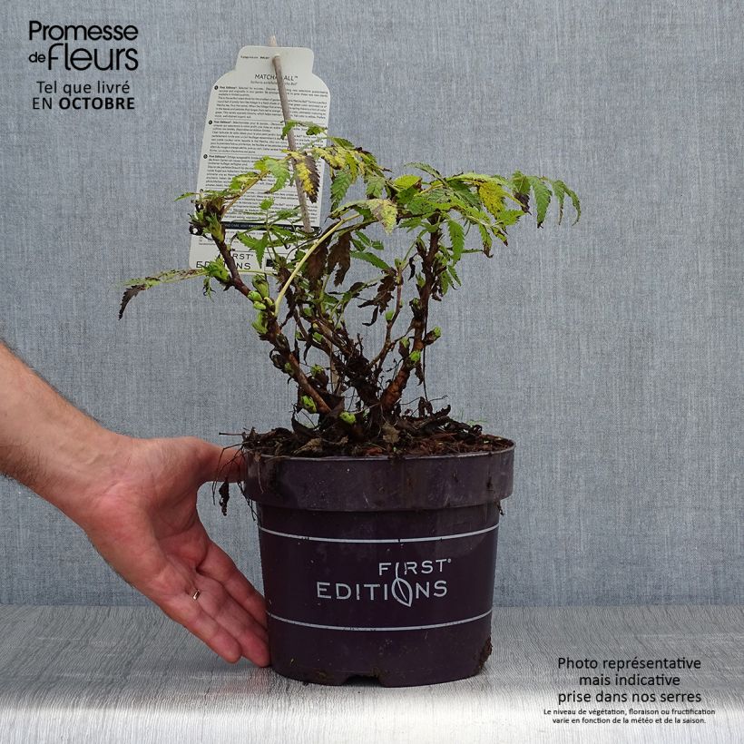 Exemplar von Sibirische Fiederspiere Matcha Ball - Sorbaria sorbifolia Topf mit 2L/3L wie im Herbst geliefert