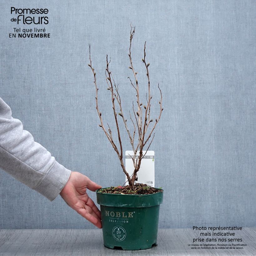 Exemplar von Sibirische Fiederspiere Pink Hopi - Sorbaria sorbifolia Topf mit 2L/3L wie im Herbst geliefert