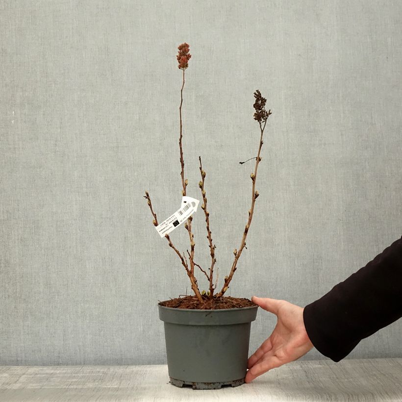 Exemplar von Sibirische Fiederspiere Sem - Sorbaria sorbifolia Topf mit 2L/3L wie im Herbst geliefert