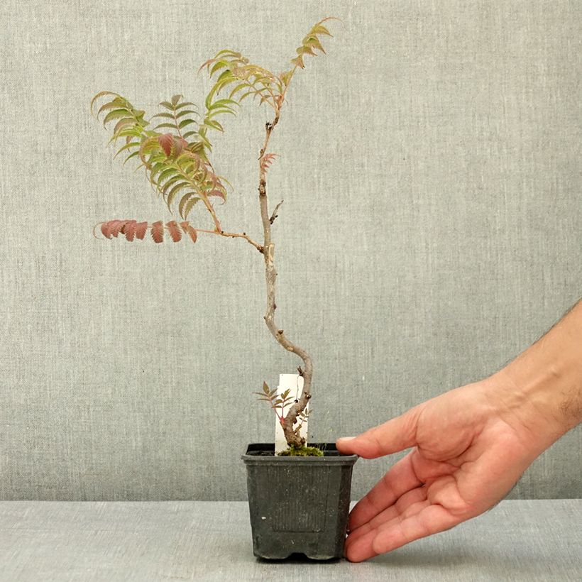 Exemplar von Sibirische Fiederspiere Sem - Sorbaria sorbifolia Kleine Töpfe von 8/9 cm wie im Sommer geliefert