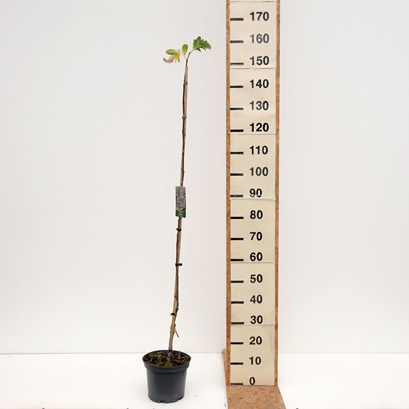 Exemplar von Vogelbeere Black Ruby - Sorbus x aucuparia Topf mit 4L/5L wie im Herbst geliefert