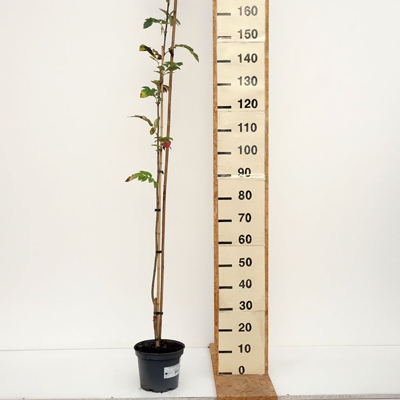 Exemplar von Vogelbeere Alaja Krupnaja - Sorbus aucuparia  Topf mit 4L/5L wie im Herbst geliefert