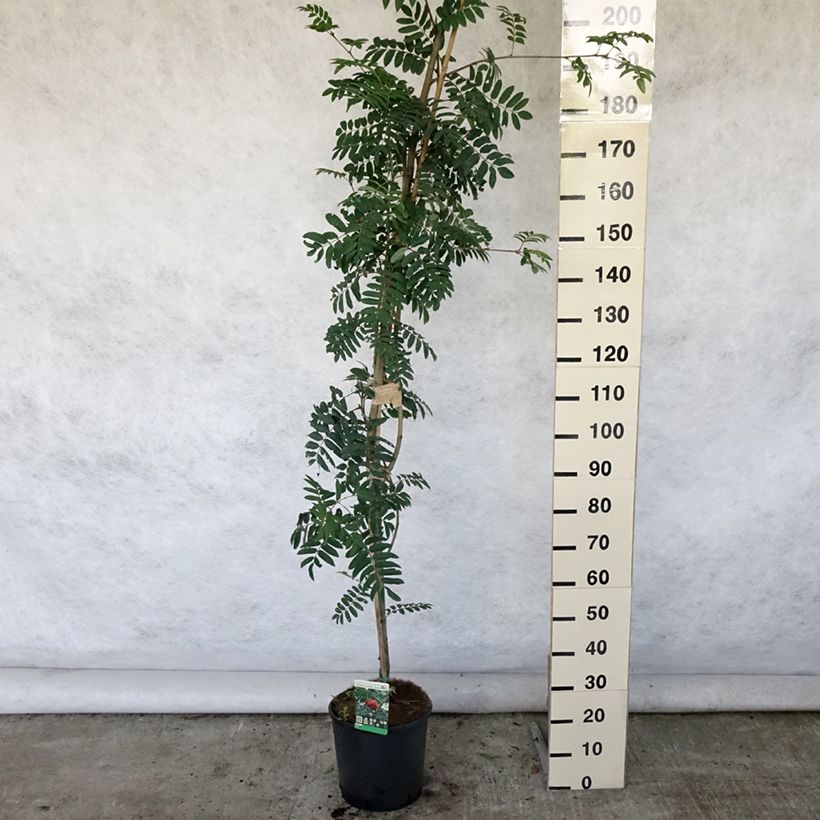 Exemplar von Vogelbeere Sheerwater Seedling - Sorbus aucuparia Topf mit 12L/15L wie im Sommer geliefert