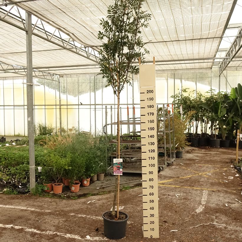 Exemplar von Vogelbeere Wettra - Sorbus aucuparia Topf mit 20L/25L wie im Herbst geliefert