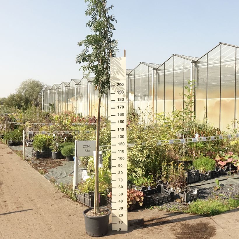 Exemplar von Vogelbeere Wettra - Sorbus aucuparia Topf mit 20L/25L wie im Sommer geliefert