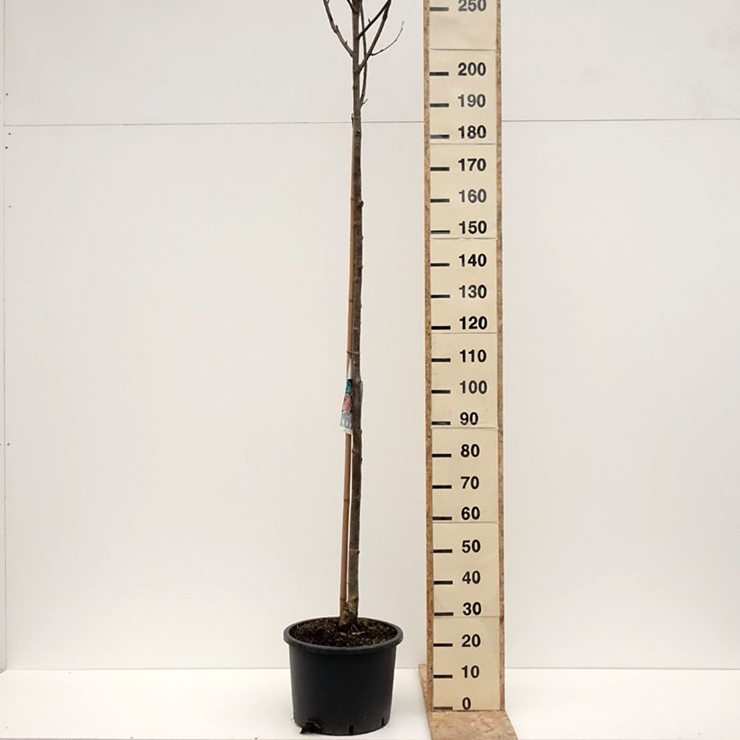 Exemplar von Vogelbeere Wettra - Sorbus aucuparia Topf mit 20L/25L wie im Winter geliefert