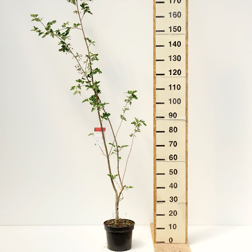 Exemplar von x Sorbocotoneaster pozdnjakovii - Hybrid-Mehlbeeren Topf mit 4L/5L wie im Frühjahr geliefert