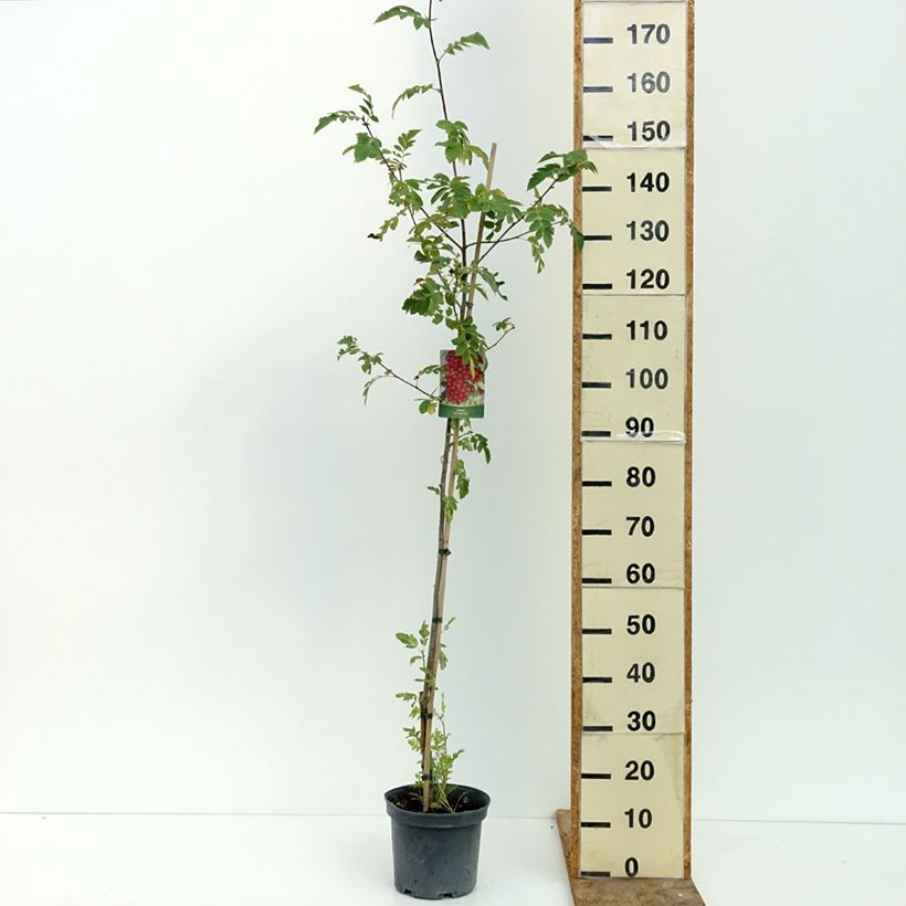 Exemplar von Crataegosorbus Grananatnaja - Ebereschen-Weißdorn Topf mit 4L/5L wie im Sommer geliefert
