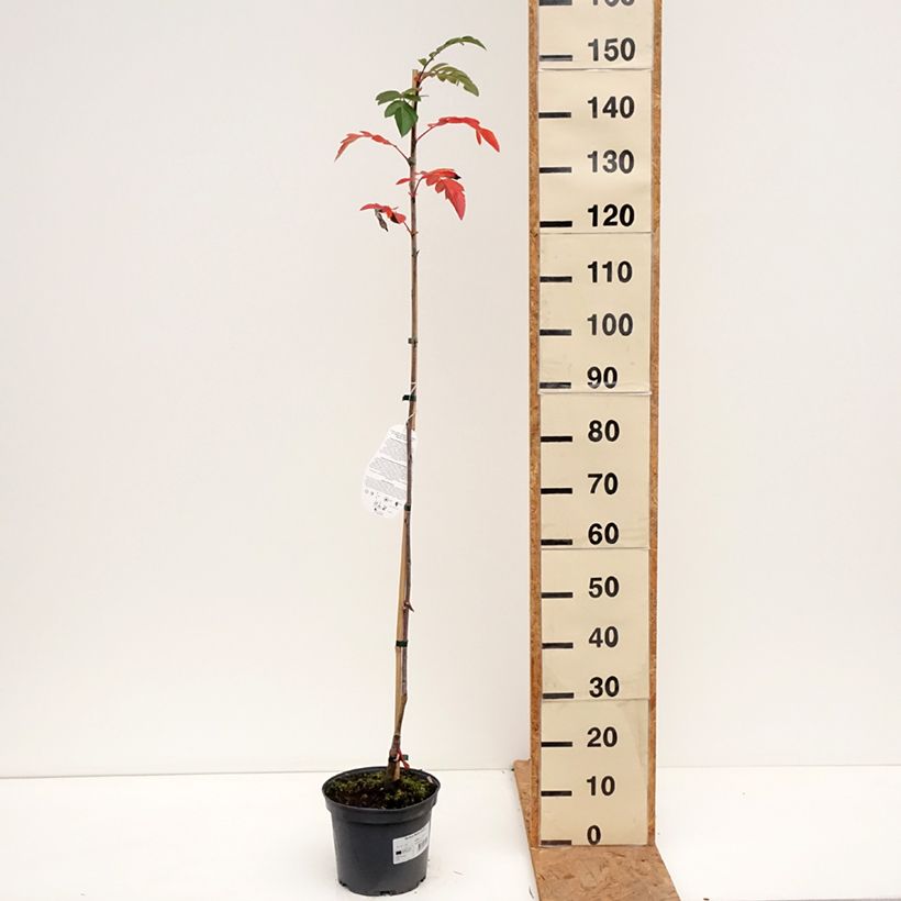 Exemplar von Eberesche Rubinowaja - Sorbus x Pyrus Topf mit 4L/5L wie im Herbst geliefert