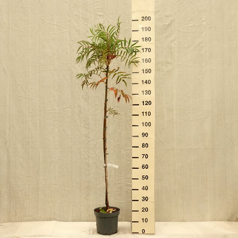 Exemplar von Mehlbeere Dodong (Olympic Flame) - Sorbus commixta var. ulleungensis Topf mit 7,5L/10L wie im Herbst geliefert