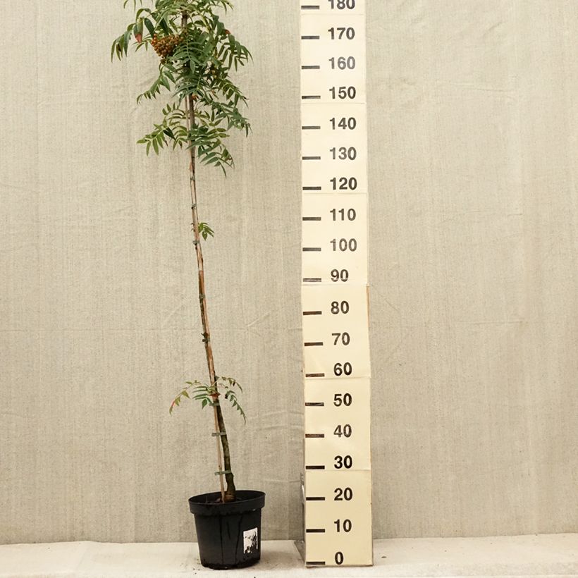 Exemplar von Mehlbeere Dodong (Olympic Flame) - Sorbus commixta var. ulleungensis Topf mit 7,5L/10L, Stämmchen wie im Sommer geliefert