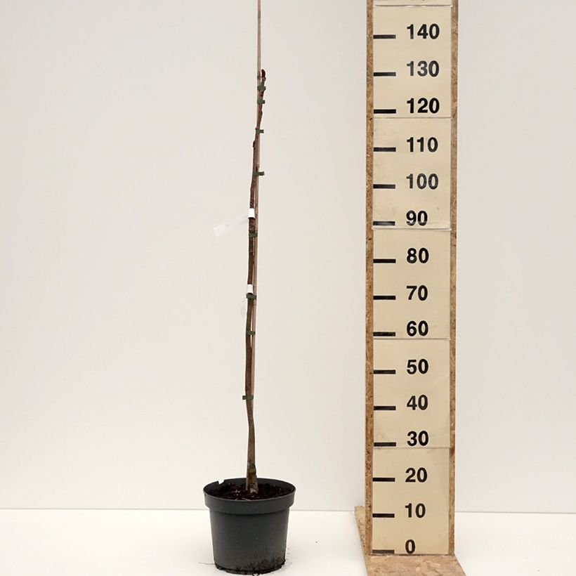 Exemplar von Mehlbeere Dodong (Olympic Flame) - Sorbus commixta var. ulleungensis Topf mit 7,5L/10L wie im Winter geliefert