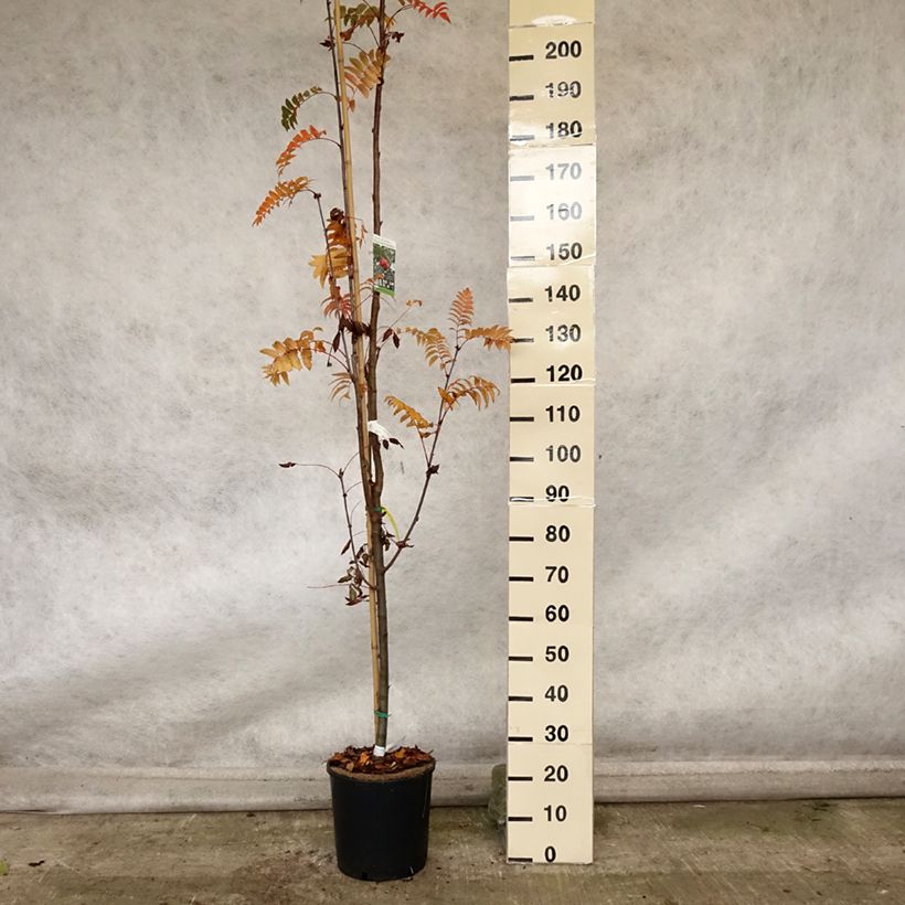Exemplar von Mehlbeere Pink Veil - Sorbus arnoldiana Topf mit 4L/5L wie im Herbst geliefert