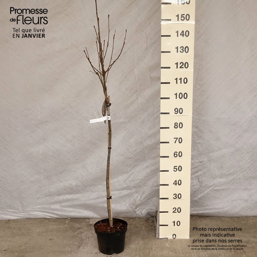 Exemplar von Mehlbeere Pink Veil - Sorbus arnoldiana Topf mit 4L/5L wie im Winter geliefert