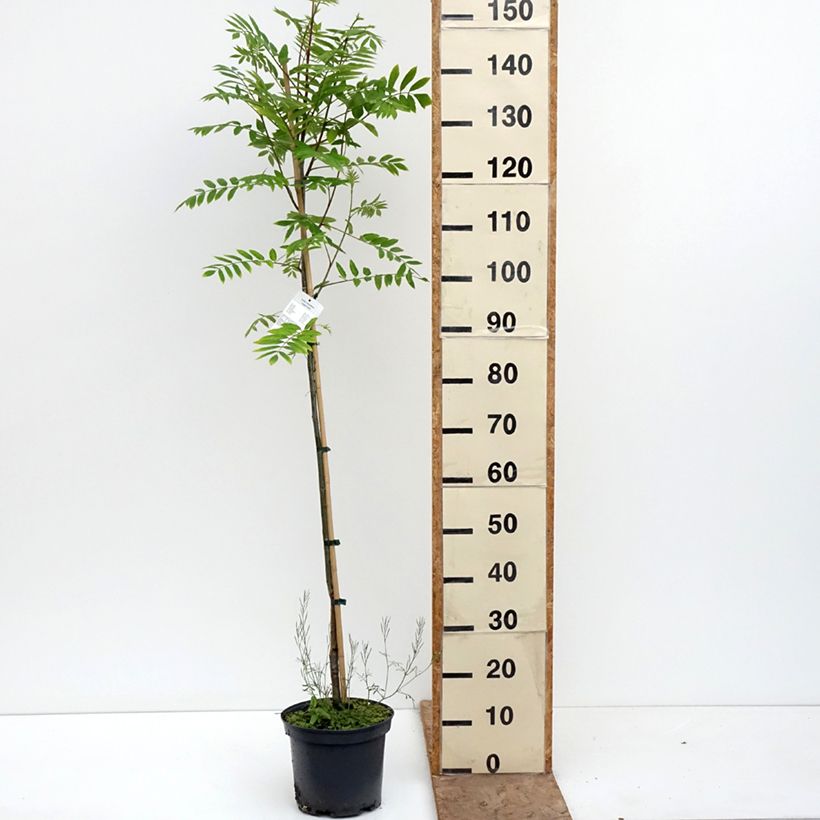 Exemplar von Mehlbeere Copper Glow - Sorbus x arnoldiana Topf mit 4L/5L wie im Frühjahr geliefert