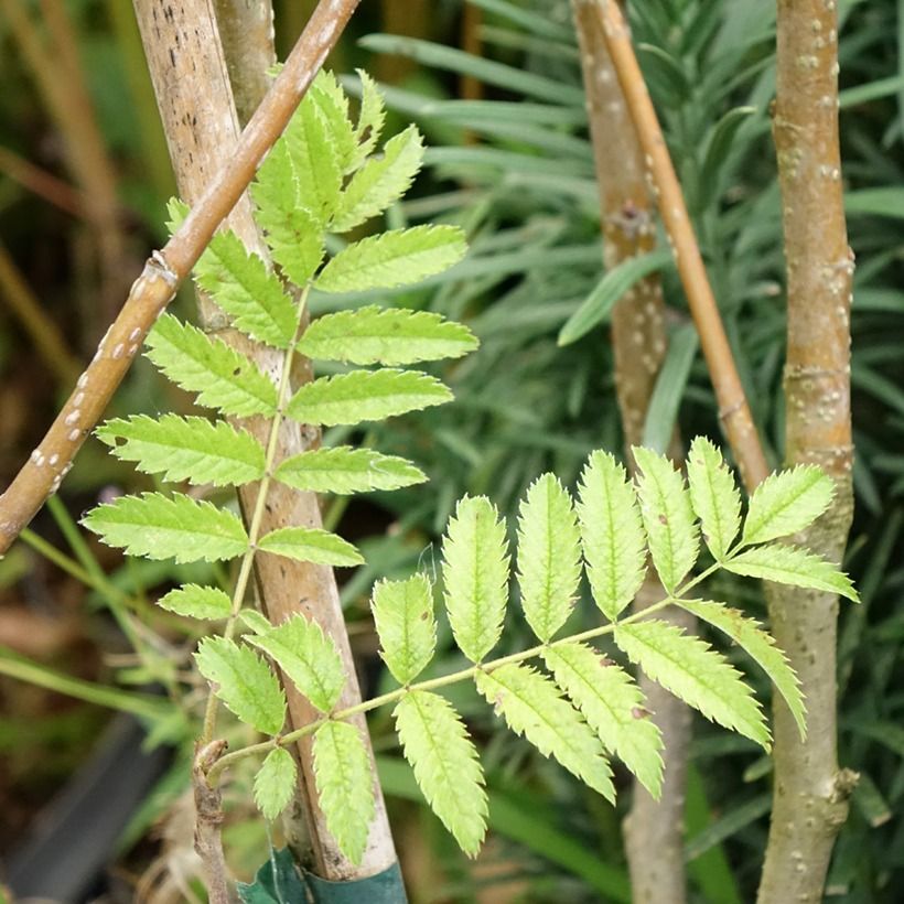 Japanische Berg-Eberesche - Sorbus matsumurana (Laub)