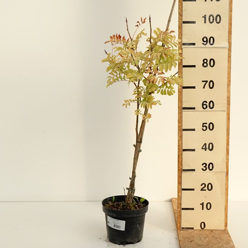 Exemplar von Japanische Berg-Eberesche - Sorbus matsumurana Topf mit 4L/5L wie im Sommer geliefert