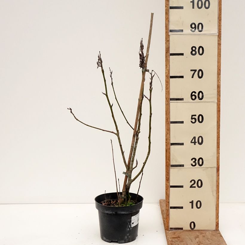 Exemplar von Japanische Berg-Eberesche - Sorbus matsumurana Topf mit 4L/5L, Stamm wie im Winter geliefert