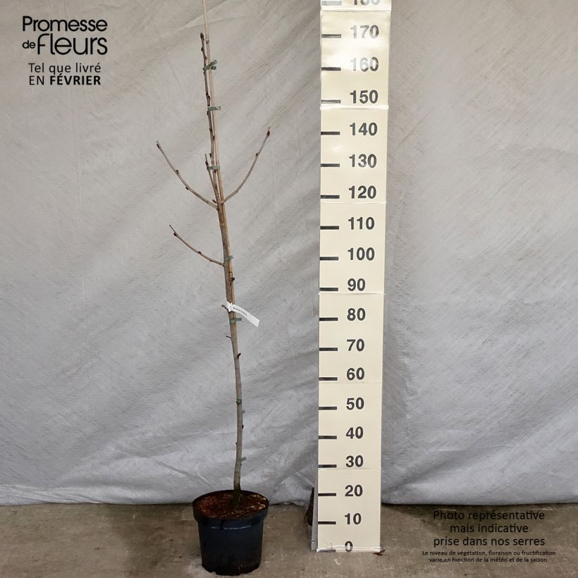 Exemplar von Leitern-Eberesche - Sorbus scalaris Topf mit 7,5L/10L wie im Winter geliefert
